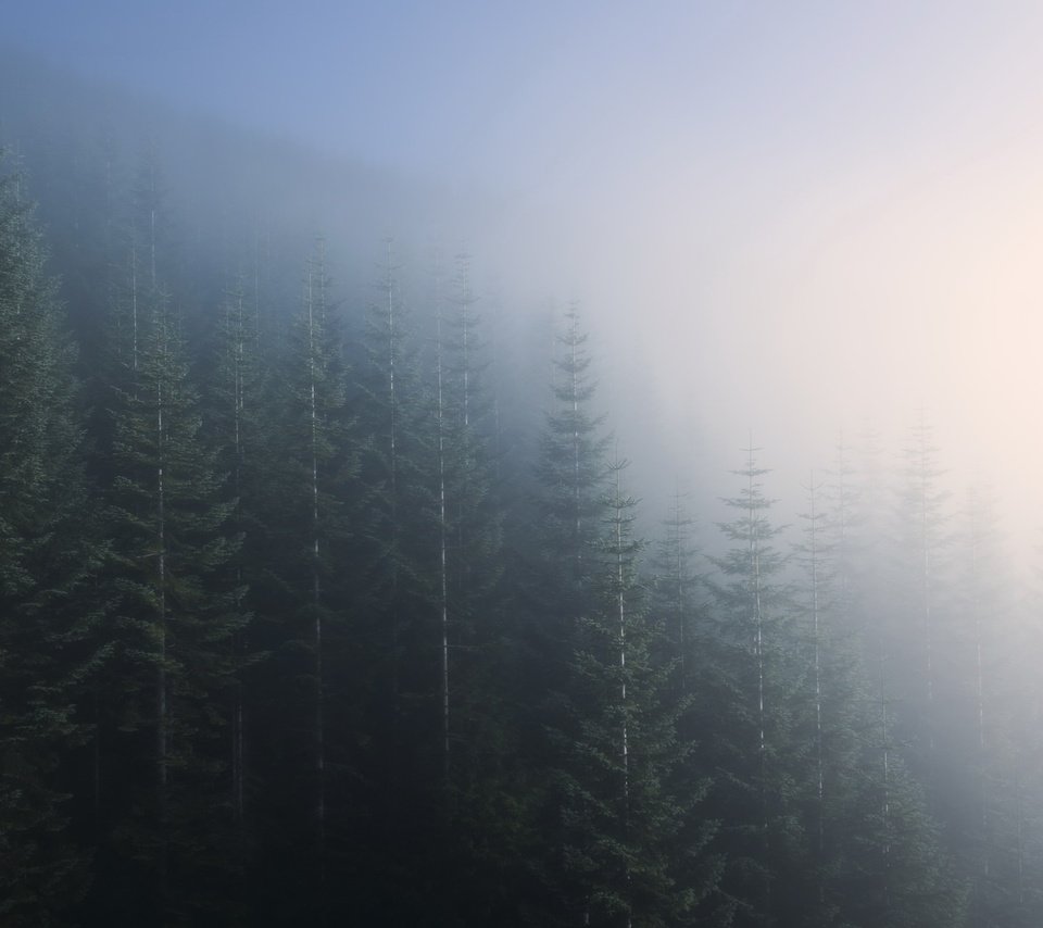 Обои деревья, природа, лес, пейзаж, утро, туман, trees, nature, forest, landscape, morning, fog разрешение 2048x1247 Загрузить