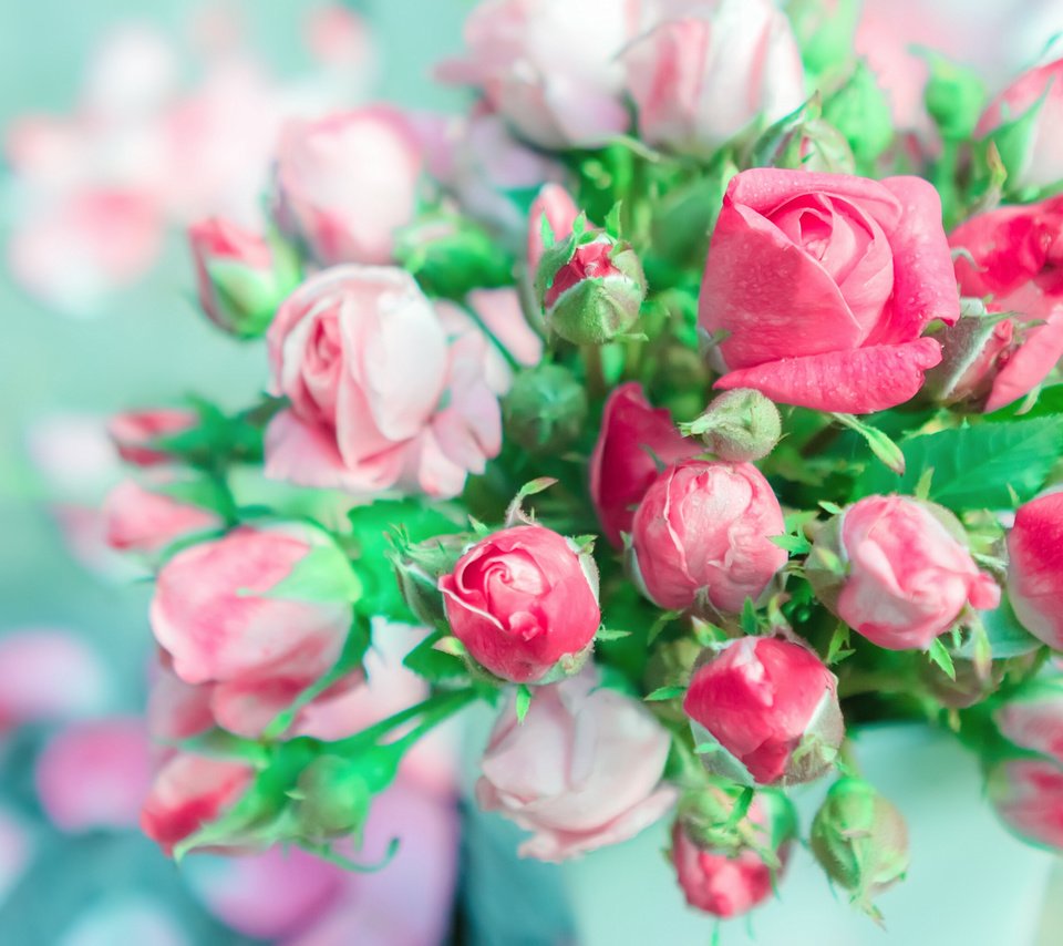 Обои цветы, бутоны, розы, лепестки, букет, розовые розы, flowers, buds, roses, petals, bouquet, pink roses разрешение 3636x2045 Загрузить