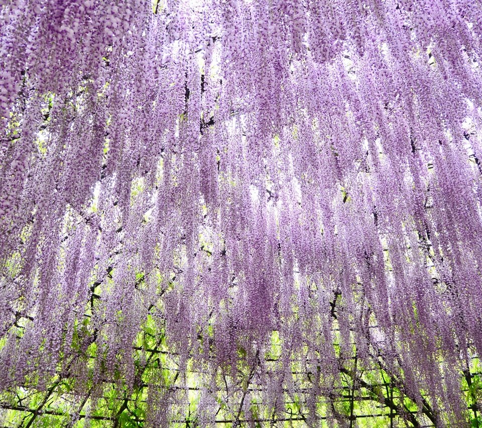 Обои цветы, деревья, ветки, сад, нежность, глициния, вистерия, flowers, trees, branches, garden, tenderness, wisteria разрешение 2048x1356 Загрузить