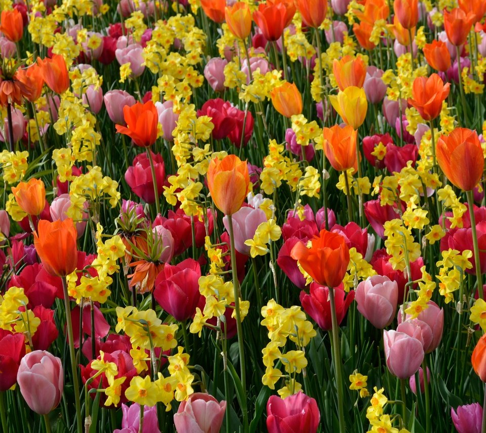 Обои цветы, разноцветные, весна, тюльпаны, нарциссы, flowers, colorful, spring, tulips, daffodils разрешение 4572x3028 Загрузить