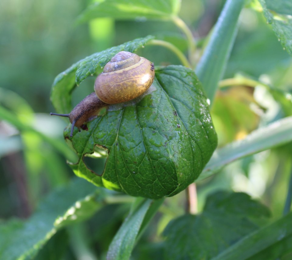 Обои природа, листья, лето, улитка, nature, leaves, summer, snail разрешение 5184x3456 Загрузить