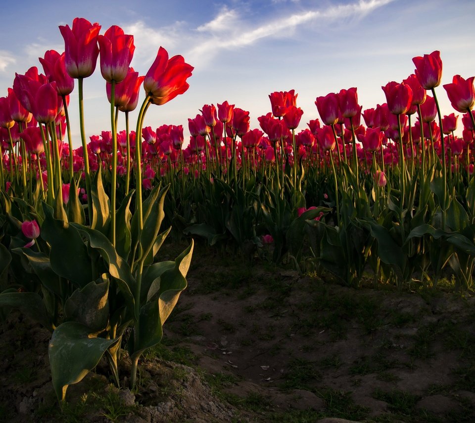 Обои стебли, небо, цветы, бутоны, поле, лепестки, красные, весна, тюльпаны, stems, the sky, flowers, buds, field, petals, red, spring, tulips разрешение 4000x2700 Загрузить