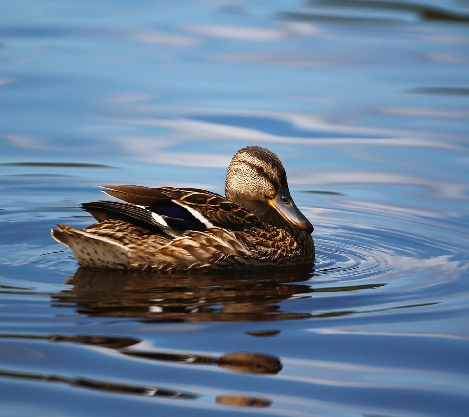 Обои озеро, птица, клюв, перья, озёра, утка, кряква, уточка, lake, bird, beak, feathers, duck, mallard разрешение 1920x1280 Загрузить