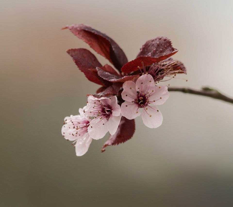 Обои природа, цветение, весна, цветки, боке, nature, flowering, spring, flowers, bokeh разрешение 2048x1365 Загрузить