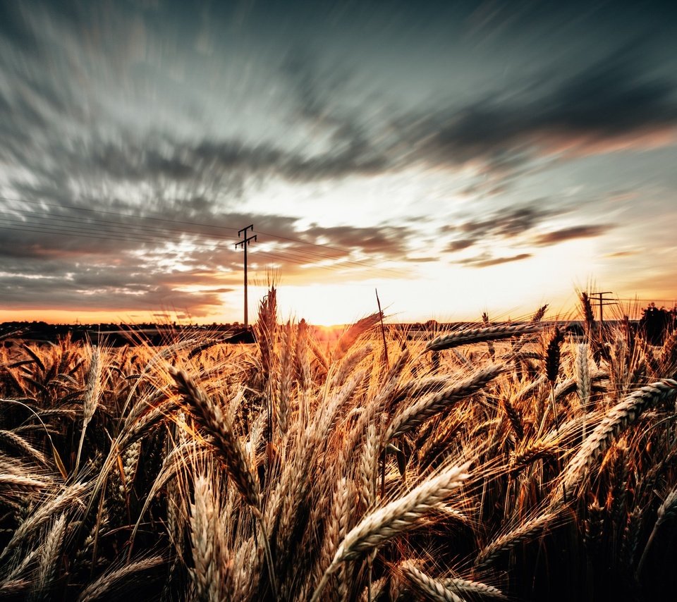 Обои небо, облака, утро, поле, колосья, пшеница, the sky, clouds, morning, field, ears, wheat разрешение 2048x1257 Загрузить