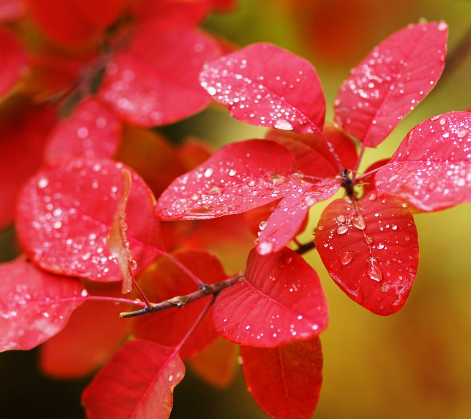 Обои листья, макро, ветки, капли, осень, растение, leaves, macro, branches, drops, autumn, plant разрешение 3840x2400 Загрузить