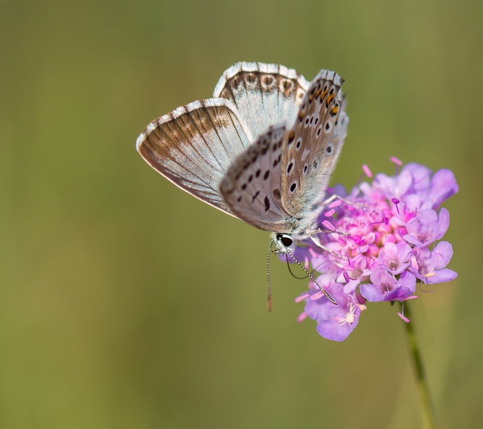 Обои макро, насекомое, цветок, бабочка, крылья, macro, insect, flower, butterfly, wings разрешение 2048x1365 Загрузить