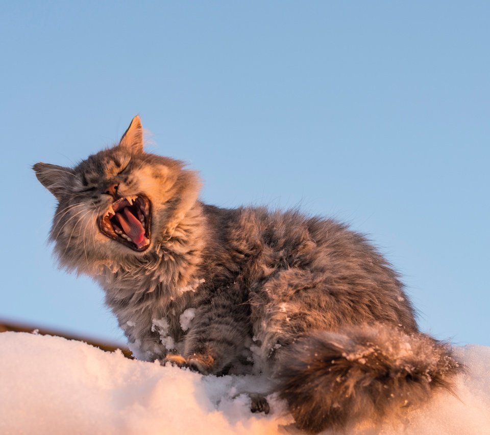 Обои снег, кот, мордочка, кошка, зевает, snow, cat, muzzle, yawns разрешение 3189x2289 Загрузить