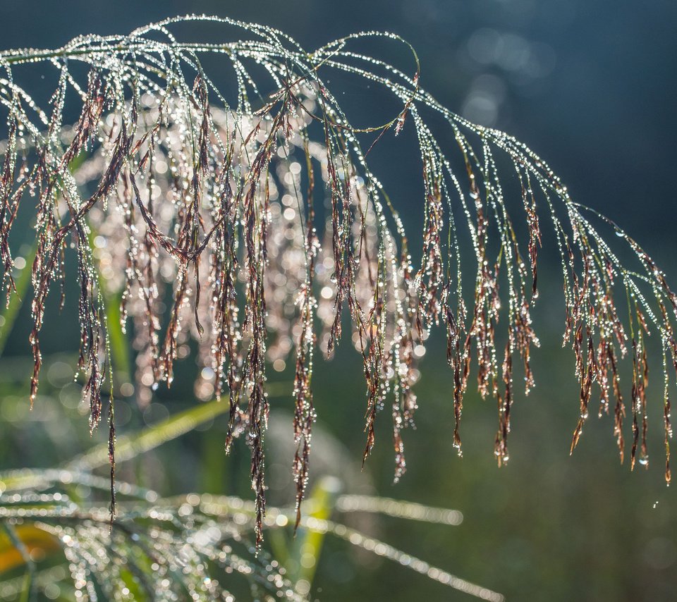 Обои трава, макро, капли, колоски, растение, grass, macro, drops, spikelets, plant разрешение 3840x2400 Загрузить