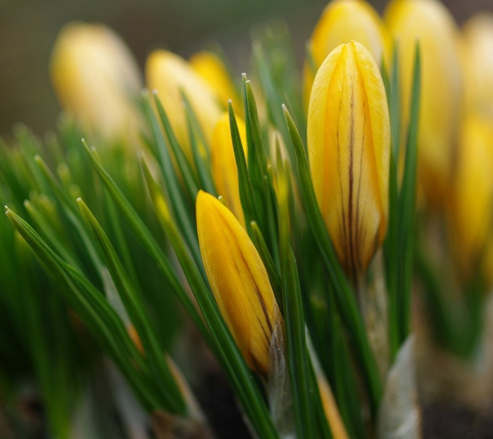 Обои цветы, бутоны, весна, желтые, крокусы, flowers, buds, spring, yellow, crocuses разрешение 1920x1200 Загрузить