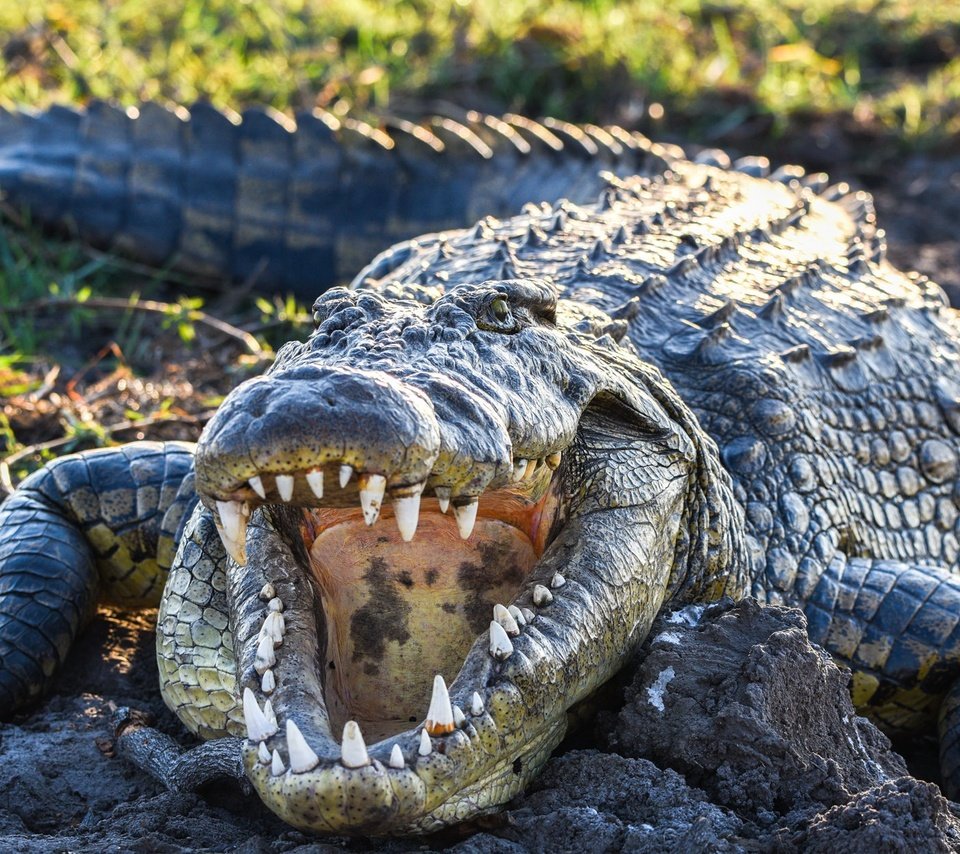 Обои зубы, крокодил, пасть, пресмыкающиеся, teeth, crocodile, mouth, reptiles разрешение 2048x1254 Загрузить
