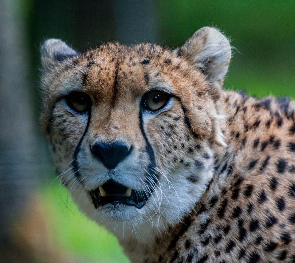 Обои морда, взгляд, хищник, гепард, face, look, predator, cheetah разрешение 4253x2835 Загрузить