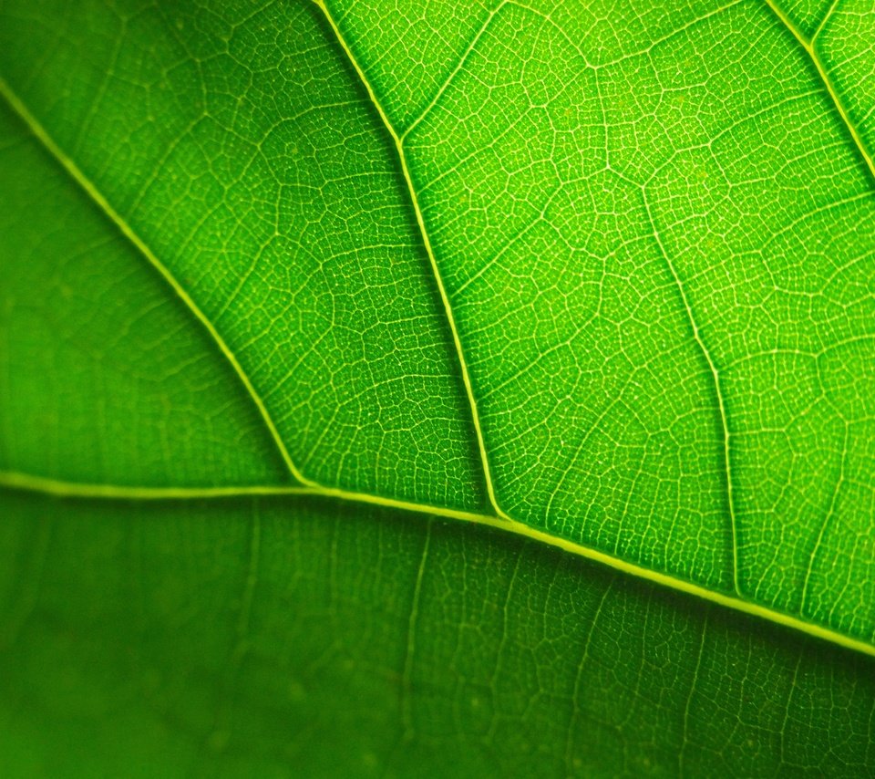 Обои лист, прожилки, зеленый лист, крупным планом, sheet, veins, green leaf, closeup разрешение 3872x2592 Загрузить