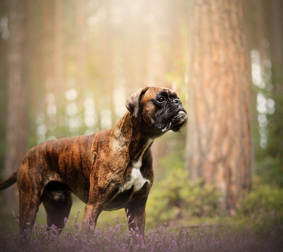 Обои природа, собака, друг, боксер, nature, dog, each, boxer разрешение 2048x1213 Загрузить