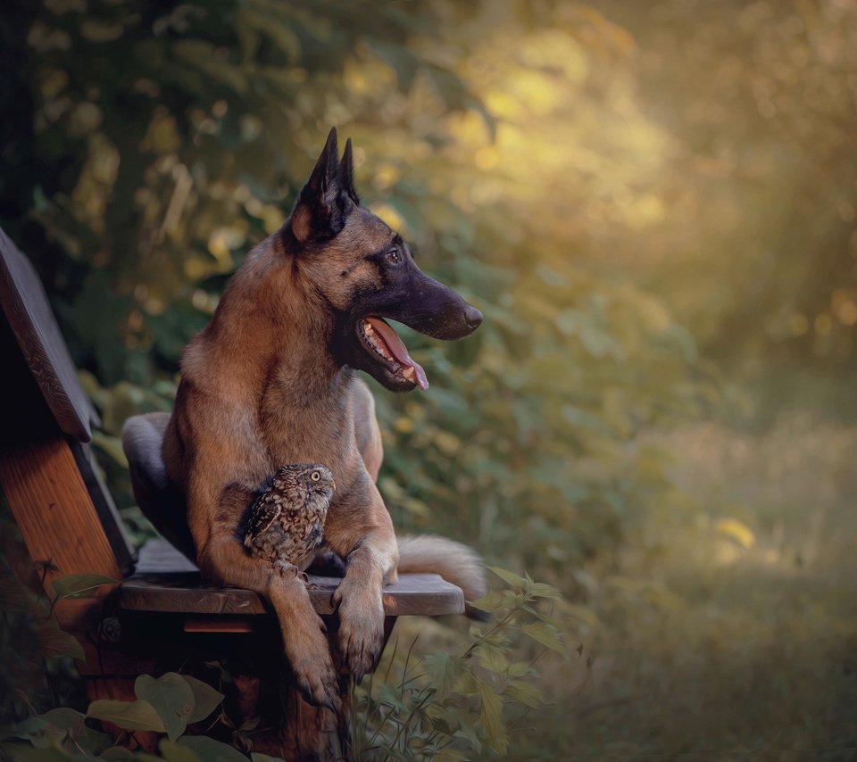 Обои сова, природа, собака, птица, животное, скамья, пес, овчарка, tanja brandt, owl, nature, dog, bird, animal, bench, shepherd разрешение 2048x1363 Загрузить