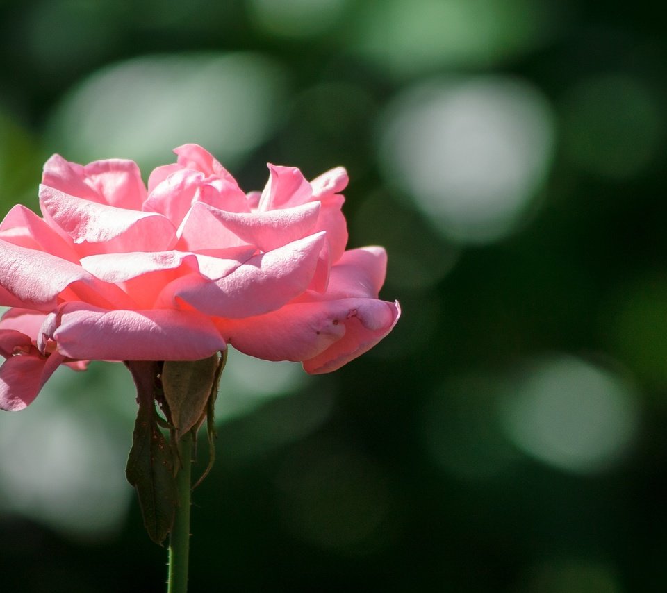 Обои цветок, роза, лепестки, боке, розовая роза, крупным планом, flower, rose, petals, bokeh, pink rose, closeup разрешение 2140x1427 Загрузить