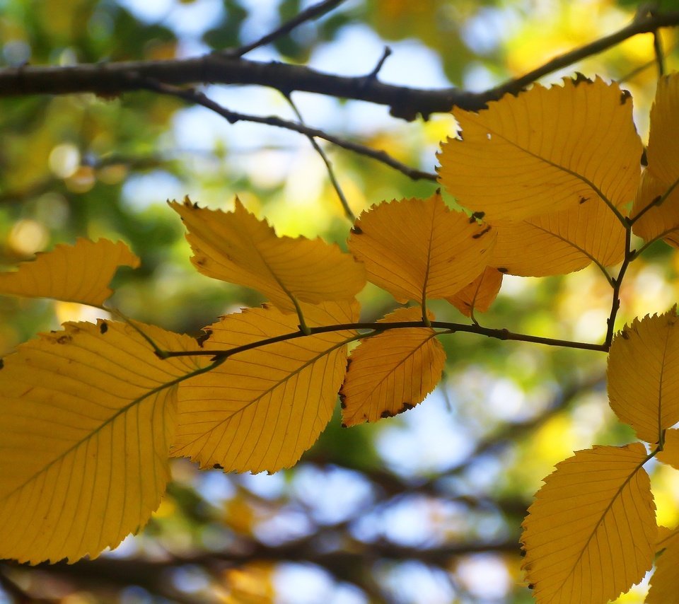 Обои листья, фон, ветки, осень, боке, осенний лист, leaves, background, branches, autumn, bokeh разрешение 1920x1280 Загрузить