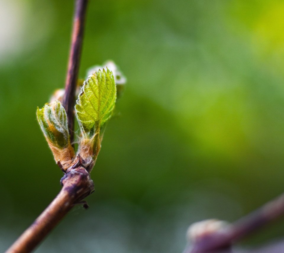 Обои ветка, природа, листья, макро, весна, зеленый лист, боке, branch, nature, leaves, macro, spring, green leaf, bokeh разрешение 5070x3380 Загрузить