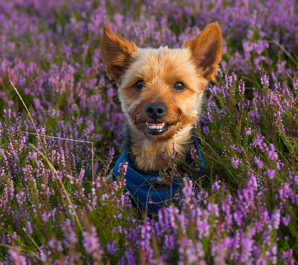 Обои цветы, мордочка, взгляд, собака, щенок, вереск, йоркширский терьер, flowers, muzzle, look, dog, puppy, heather, yorkshire terrier разрешение 2048x1367 Загрузить
