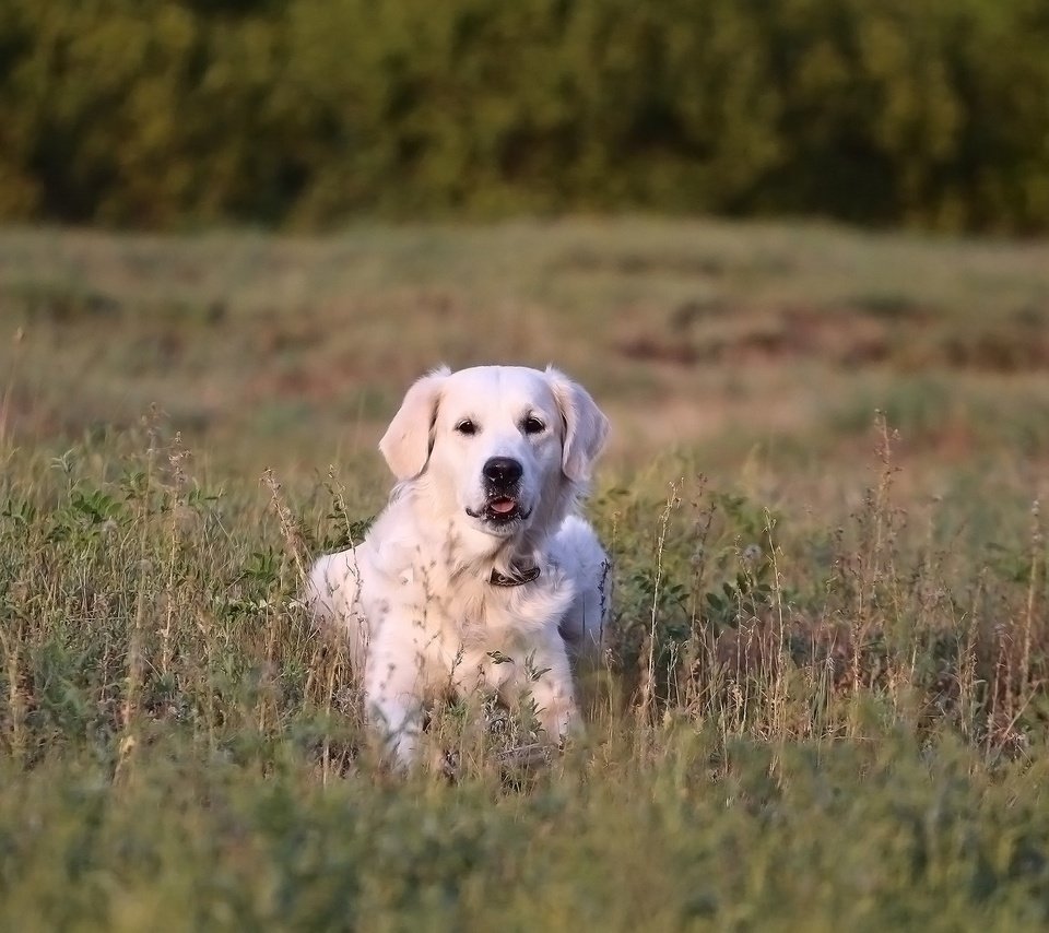 Обои трава, мордочка, взгляд, собака, золотистый ретривер, grass, muzzle, look, dog, golden retriever разрешение 1920x1280 Загрузить