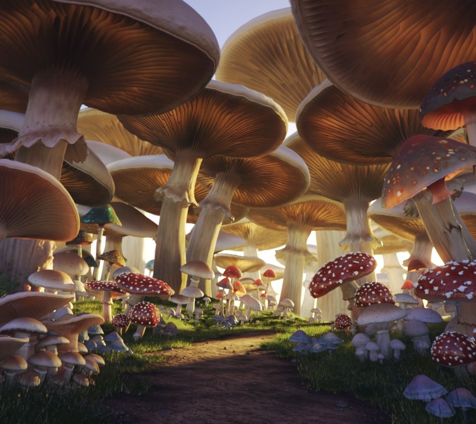 Обои грибы, тропа, mushroom forest, mushrooms, trail разрешение 1920x1080 Загрузить