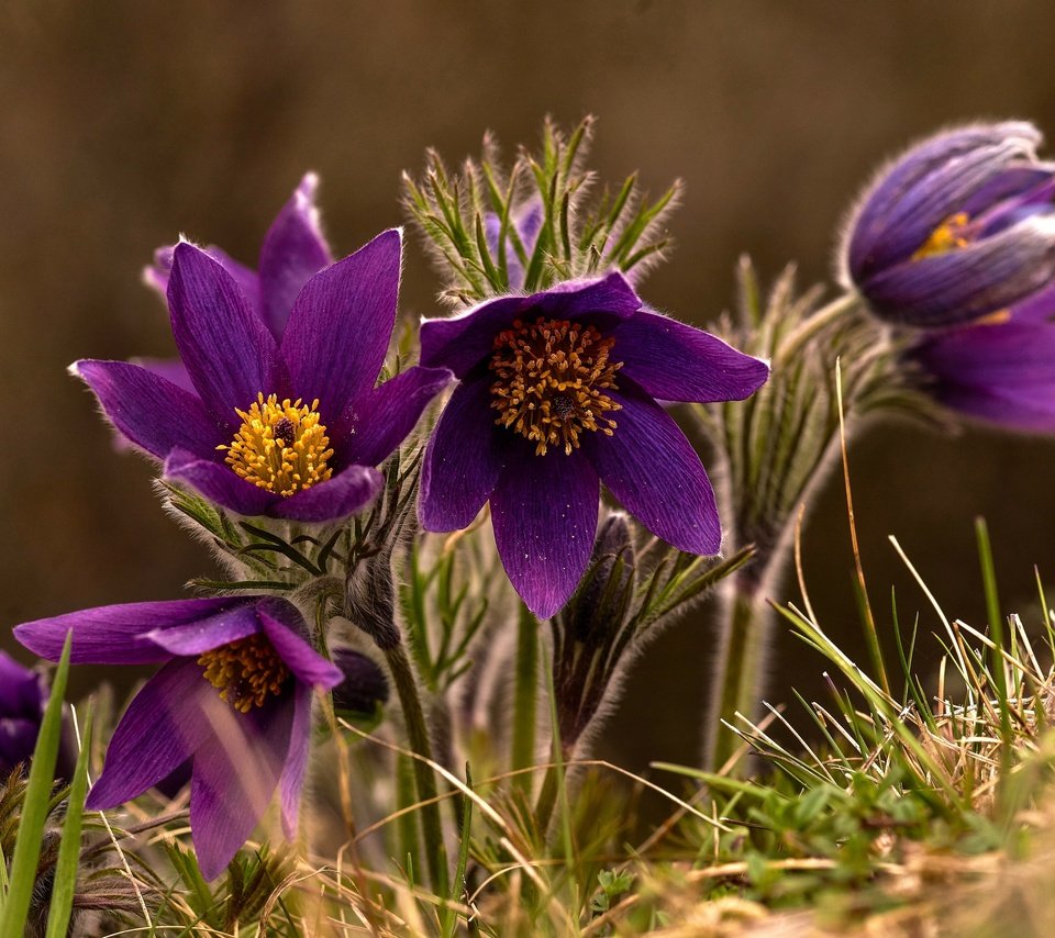 Обои макро, весна, сон-трава, macro, spring, sleep-grass разрешение 3360x2242 Загрузить