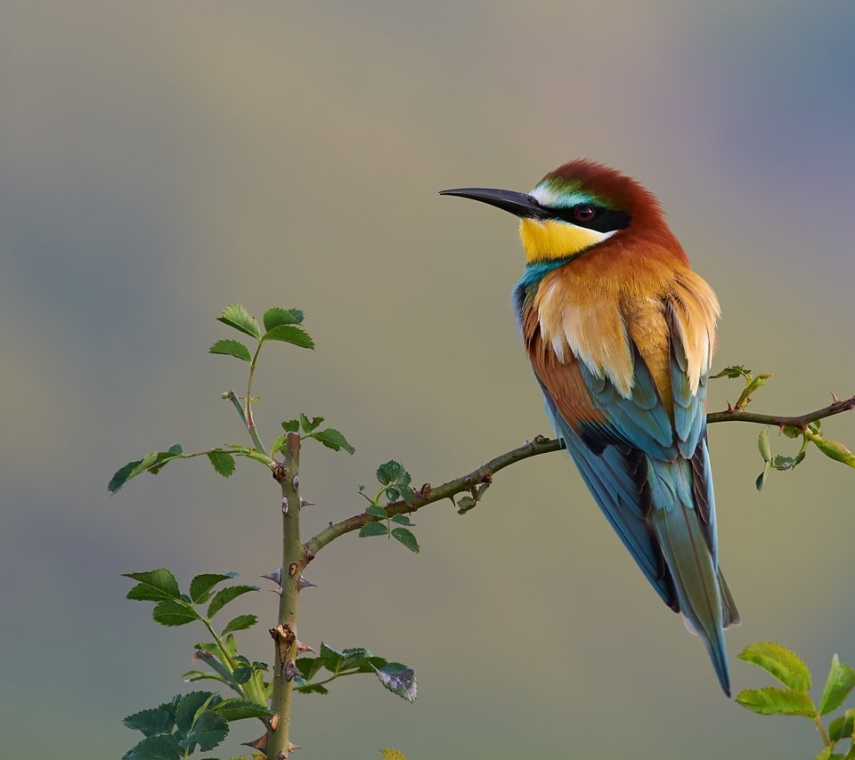 Обои природа, ветки, птица, золотистая щурка, nature, branches, bird, european bee-eater разрешение 2000x1334 Загрузить