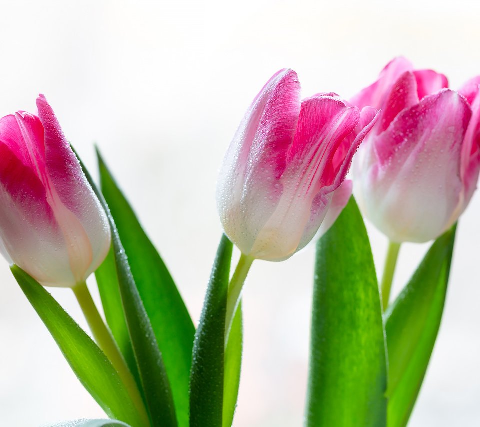 Обои цветы, тюльпаны, на белом фоне, капли воды, flowers, tulips, on a white background, water drops разрешение 2304x1536 Загрузить