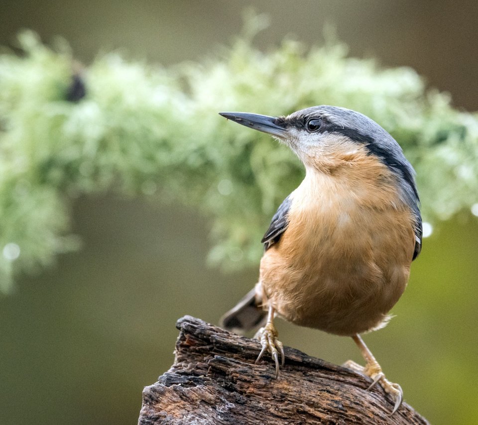 Обои птица, коряга, боке, поползень, bird, snag, bokeh, nuthatch разрешение 2112x1188 Загрузить