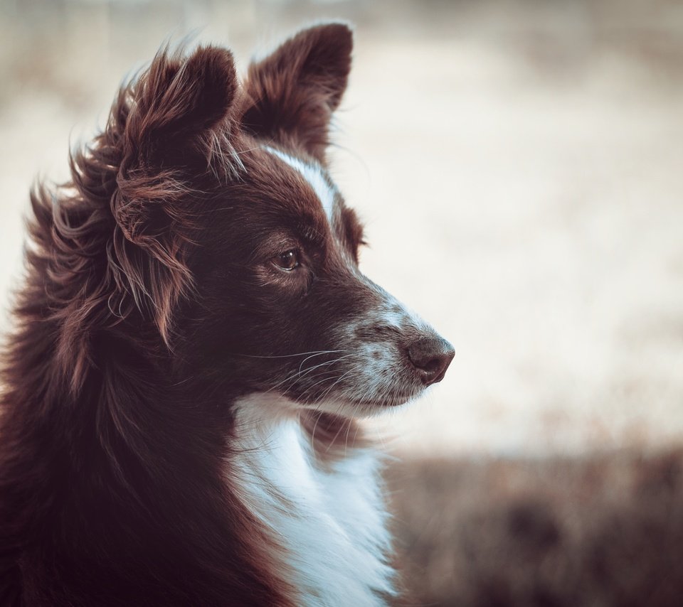 Обои мордочка, взгляд, собака, профиль, бордер-колли, muzzle, look, dog, profile, the border collie разрешение 1920x1280 Загрузить