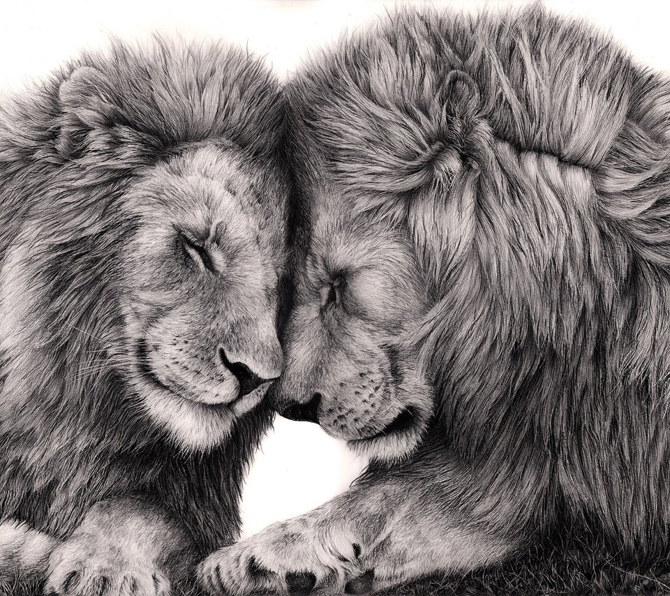 Обои арт, хищник, большая кошка, любовь, лев, art, predator, big cat, love, leo разрешение 1920x1373 Загрузить