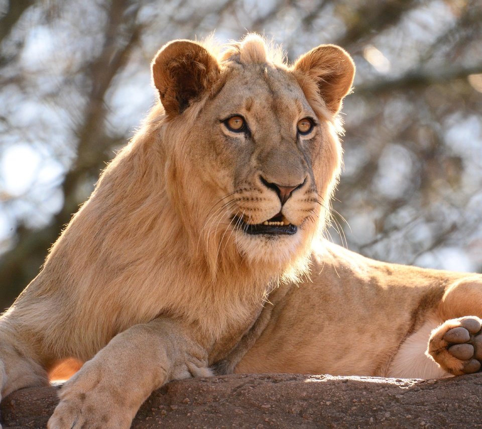 Обои камень, большая кошка, лев, царь зверей, stone, big cat, leo, the king of beasts разрешение 6016x4016 Загрузить