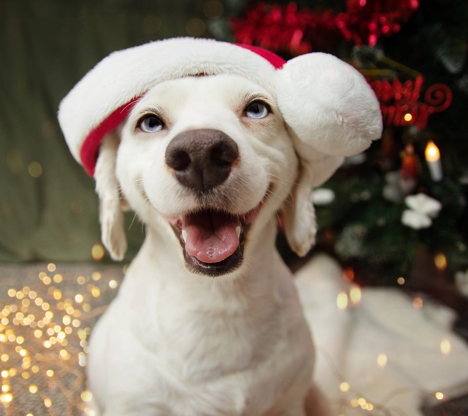 Обои новый год, нос, елка, лабрадор-ретривер, собака, щенок, мордашка, голубые глаза, праздник, рождество, new year, nose, tree, labrador retriever, dog, puppy, face, blue eyes, holiday, christmas разрешение 2000x1333 Загрузить