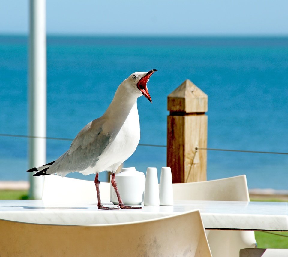 Обои чайка, seagull разрешение 3872x2592 Загрузить