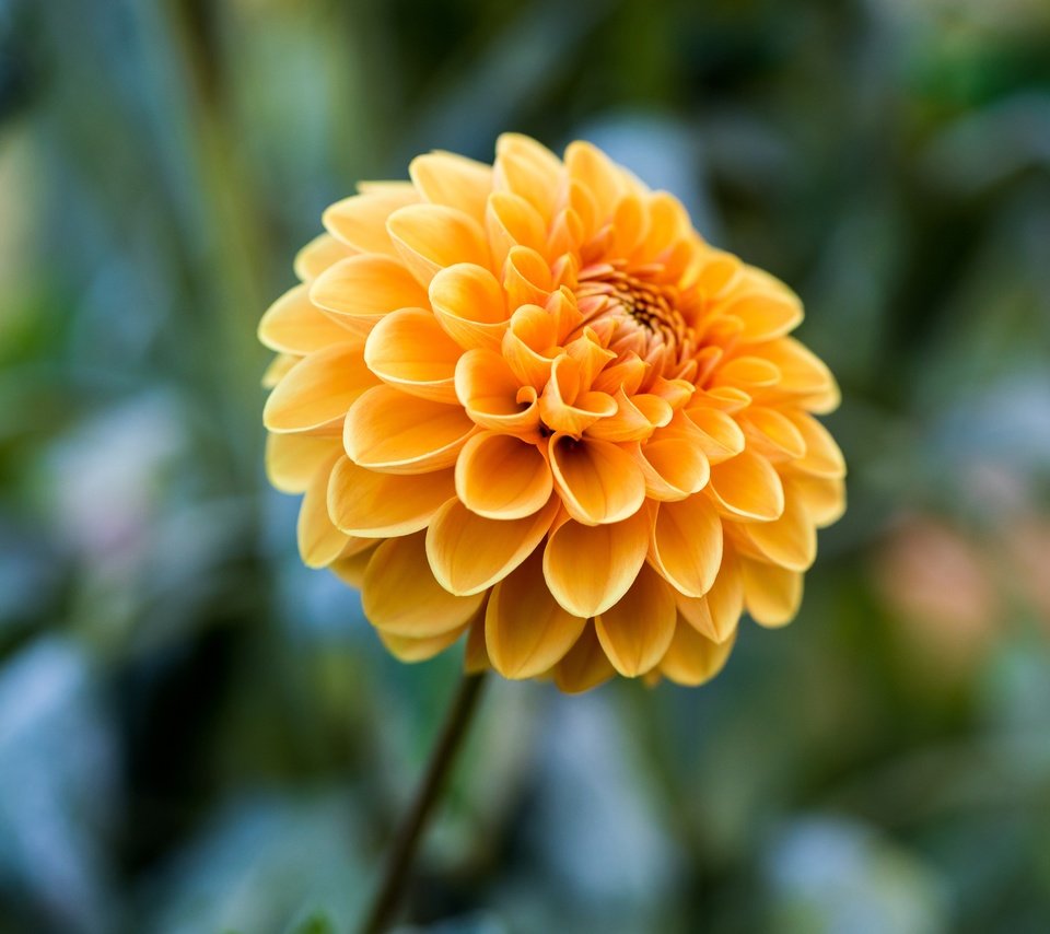 Обои цветок, жёлтая, георгина, боке, размытый фон, flower, yellow, dahlia, bokeh, blurred background разрешение 3840x2160 Загрузить