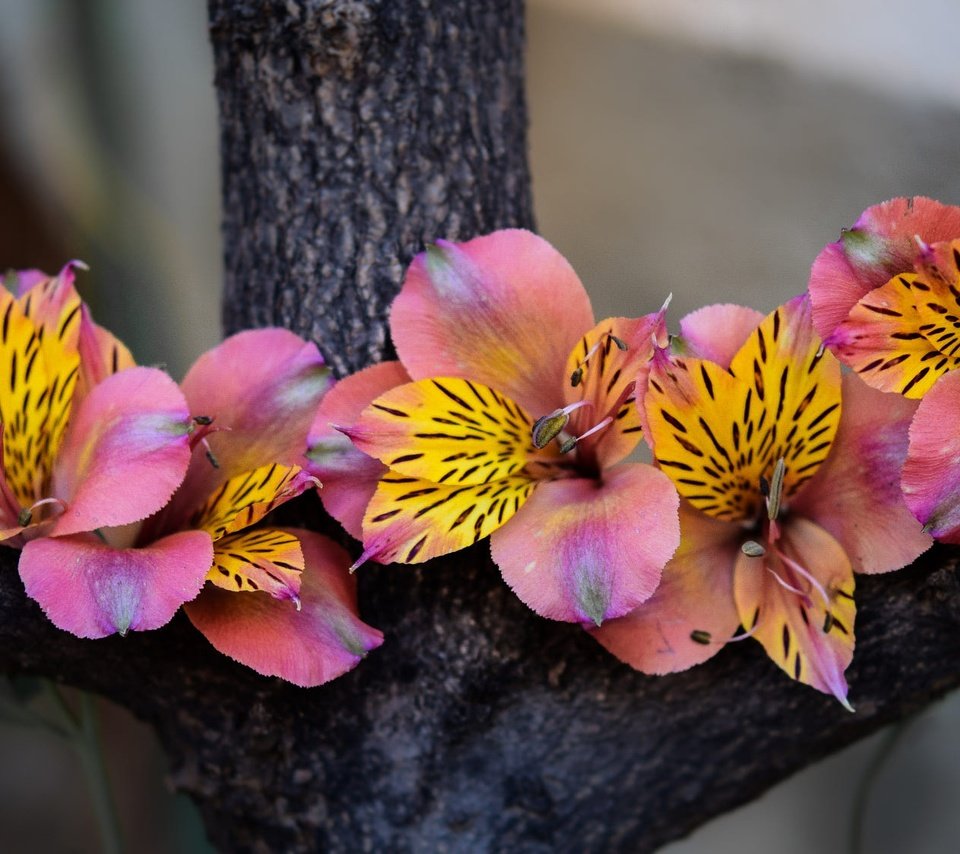 Обои цветы, дерево, розовые, композиция, альстромерия, flowers, tree, pink, composition, alstroemeria разрешение 2000x1125 Загрузить