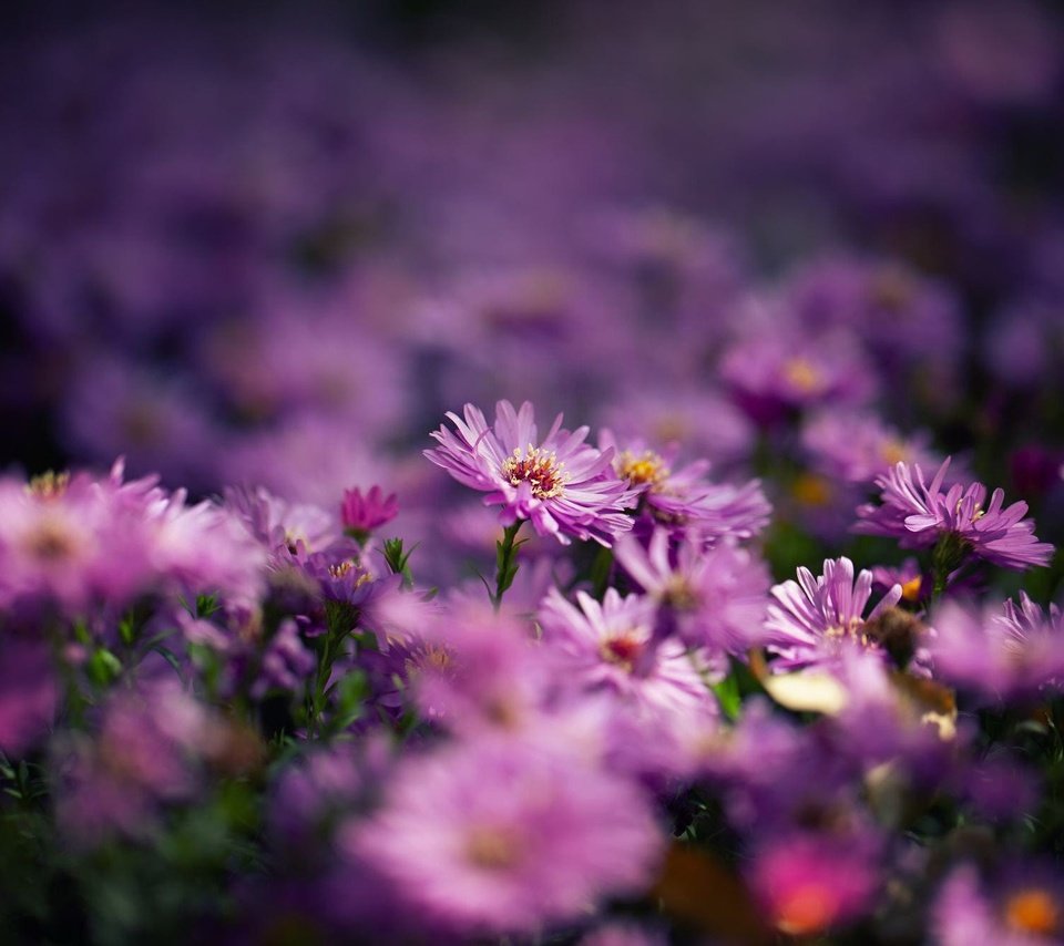 Обои цветы, куст, много, размытие, боке, сиреневые, астры, flowers, bush, a lot, blur, bokeh, lilac, asters разрешение 2000x1333 Загрузить