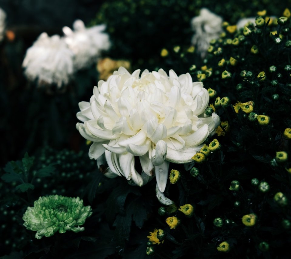 Обои цветы, кусты, темный фон, белые, желтые, хризантемы, клумба, flowers, the bushes, the dark background, white, yellow, chrysanthemum, flowerbed разрешение 3840x2160 Загрузить