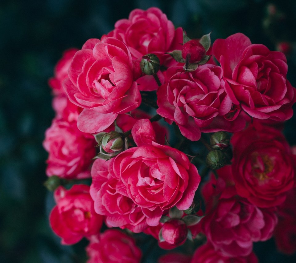 Обои цветы, розы, красные, темный фон, розовые, боке, розовый куст, flowers, roses, red, the dark background, pink, bokeh, rose bush разрешение 3840x2160 Загрузить