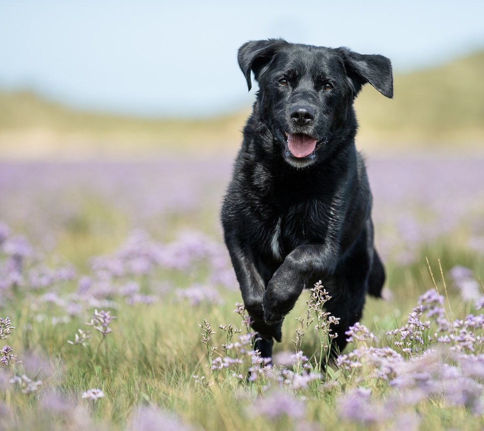 Обои цветы, собака, луг, прогулка, боке, лабрадор-ретривер, flowers, dog, meadow, walk, bokeh, labrador retriever разрешение 2048x1365 Загрузить