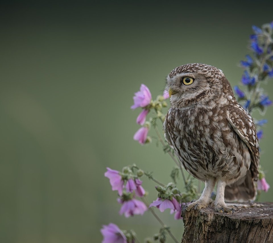 Обои цветы, сова, фон, птица, пень, домовый сыч, flowers, owl, background, bird, stump, the little owl разрешение 2048x1365 Загрузить