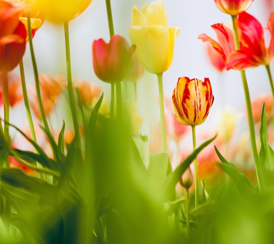 Обои цветы, листья, красные, весна, тюльпаны, желтые, клумба, боке, flowers, leaves, red, spring, tulips, yellow, flowerbed, bokeh разрешение 6000x4000 Загрузить