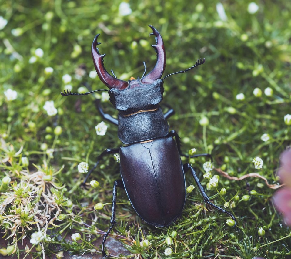 Обои цветы, жук, макро, насекомое, боке, жук-олень, flowers, beetle, macro, insect, bokeh, stag beetle разрешение 6000x4000 Загрузить