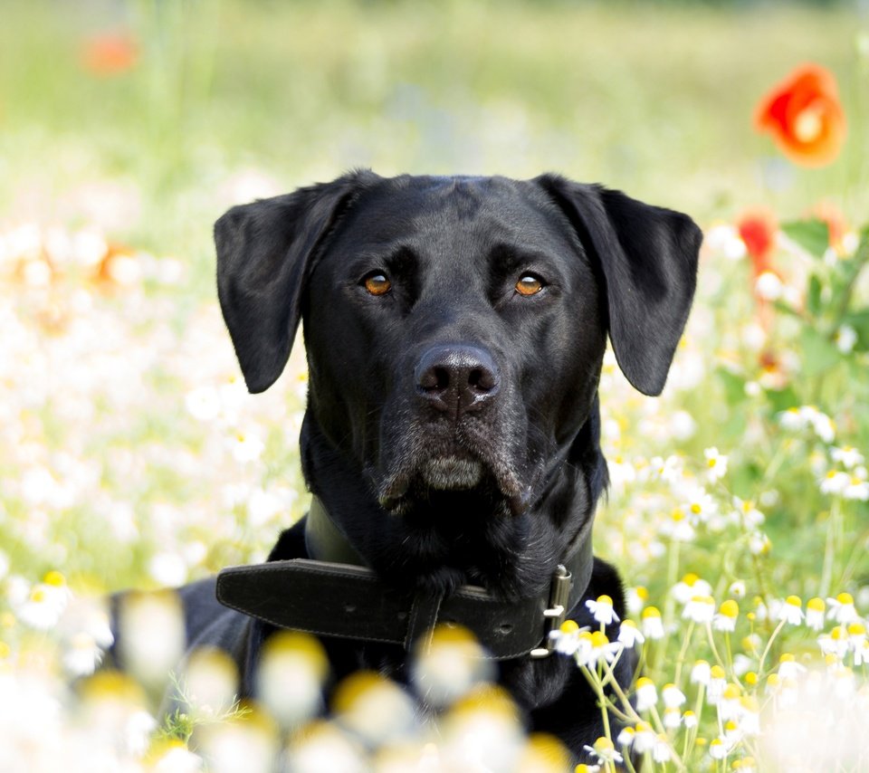 Обои лето, собака, маки, ромашки, лабрадор, ретривер, summer, dog, maki, chamomile, labrador, retriever разрешение 3840x2560 Загрузить