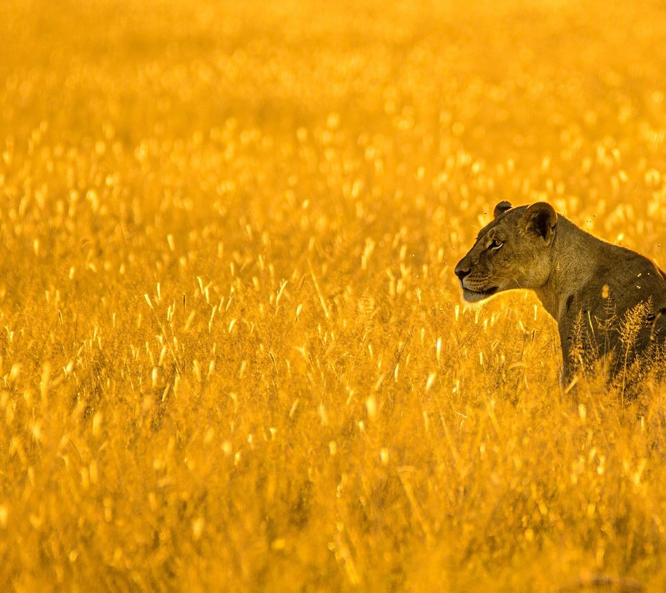 Обои морда, поле, колосья, львица, face, field, ears, lioness разрешение 2880x1620 Загрузить