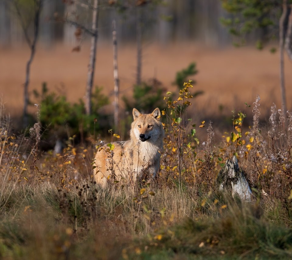 Обои морда, свет, природа, лес, кусты, листва, осень, волк, face, light, nature, forest, the bushes, foliage, autumn, wolf разрешение 5568x3712 Загрузить