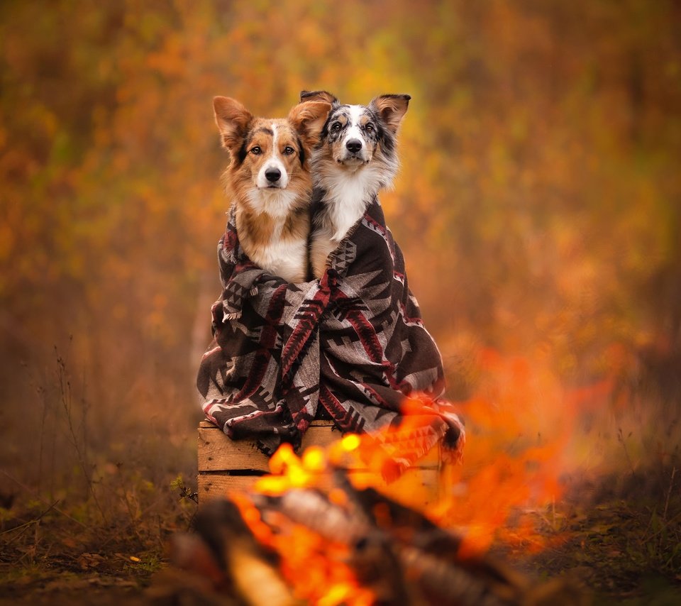 Обои осень, плед, собаки, ящик, боке, autumn, plaid, dogs, box, bokeh разрешение 2048x1365 Загрузить