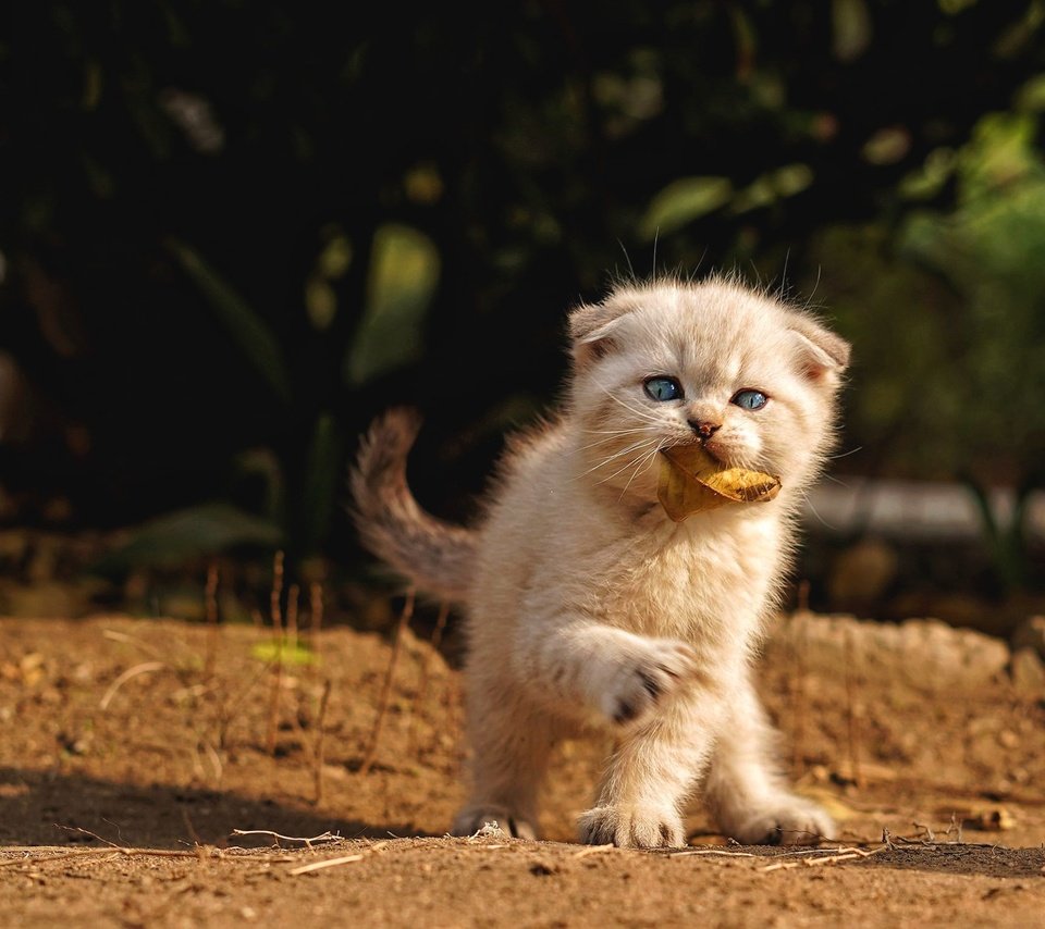 Обои кошка, взгляд, листок, осень, котенок, игра, мордашка, вислоухий, cat, look, leaf, autumn, kitty, the game, face, fold разрешение 2000x1501 Загрузить