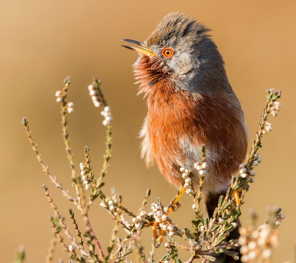 Обои природа, птица, nature, bird разрешение 3840x2160 Загрузить