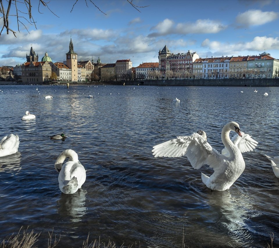 Обои река, город, дома, птицы, здания, прага, лебеди, чехия, river, the city, home, birds, building, prague, swans, czech republic разрешение 2938x1817 Загрузить